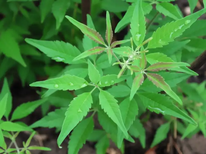 lagundi herbal medicine doh approved Close-up of Lagundi leaves, a DOH-approved herbal medicine for cough and asthma.