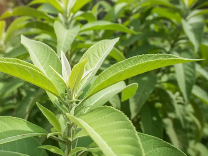 sambong herbal medicine doh approved Sambong plants growing in a Filipino backyard garden.