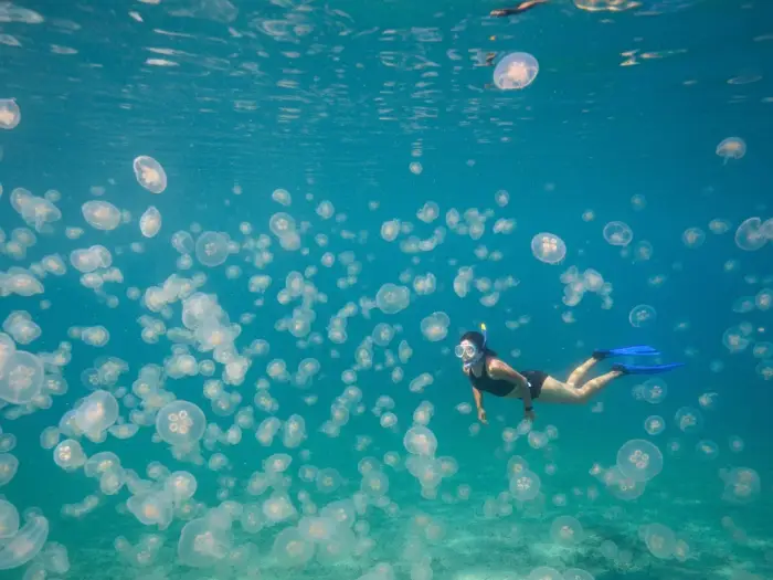 jellyfish lagoon bucas grande sohoton cove Snorkeler surrounded by stingless jellyfish in the Jellyfish Lagoon of Sohoton Cove.